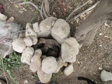 Five cubs in rock culvert Haridad July 19 2020